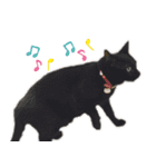 黒猫＊三毛猫スタンプ実写版（個別スタンプ：2）