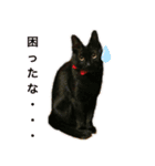 黒猫＊三毛猫スタンプ実写版（個別スタンプ：6）