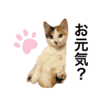 黒猫＊三毛猫スタンプ実写版（個別スタンプ：14）