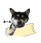 マイペース黒柴ちゃん（個別スタンプ：1）