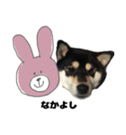 マイペース黒柴ちゃん（個別スタンプ：4）
