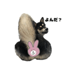 マイペース黒柴ちゃん（個別スタンプ：11）