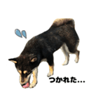 マイペース黒柴ちゃん（個別スタンプ：12）