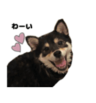 マイペース黒柴ちゃん（個別スタンプ：13）