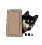 マイペース黒柴ちゃん（個別スタンプ：14）