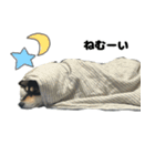 マイペース黒柴ちゃん（個別スタンプ：16）