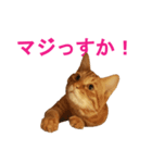 ネコのネコによるネコの為のスタンプ（個別スタンプ：1）