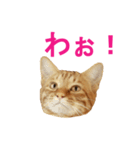 ネコのネコによるネコの為のスタンプ（個別スタンプ：2）