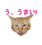 ネコのネコによるネコの為のスタンプ（個別スタンプ：3）