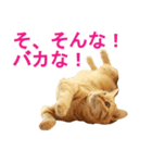 ネコのネコによるネコの為のスタンプ（個別スタンプ：5）