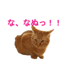 ネコのネコによるネコの為のスタンプ（個別スタンプ：7）
