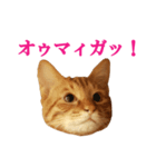 ネコのネコによるネコの為のスタンプ（個別スタンプ：10）