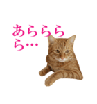 ネコのネコによるネコの為のスタンプ（個別スタンプ：11）