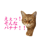 ネコのネコによるネコの為のスタンプ（個別スタンプ：12）