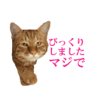 ネコのネコによるネコの為のスタンプ（個別スタンプ：13）