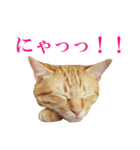 ネコのネコによるネコの為のスタンプ（個別スタンプ：14）