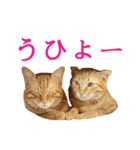 ネコのネコによるネコの為のスタンプ（個別スタンプ：16）
