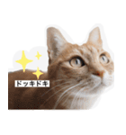 実写ぽちっとなねこ（個別スタンプ：2）