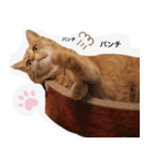 実写ぽちっとなねこ（個別スタンプ：6）