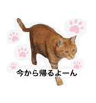 実写ぽちっとなねこ（個別スタンプ：9）