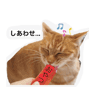 実写ぽちっとなねこ（個別スタンプ：12）