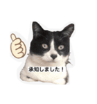 実写ぽちっとなねこ（個別スタンプ：15）