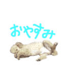 unknown KEDAMA 2（個別スタンプ：5）