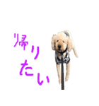 unknown KEDAMA 2（個別スタンプ：10）