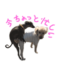 unknown KEDAMA 2（個別スタンプ：12）