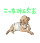 unknown KEDAMA 2（個別スタンプ：14）