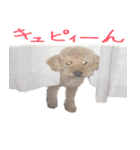 unknown KEDAMA 2（個別スタンプ：16）