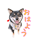 ❤︎豆柴ちくわとおともだちスタンプ2❤︎（個別スタンプ：13）