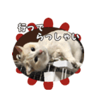 はくちゃんからのごあいさつ R（個別スタンプ：6）