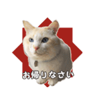 はくちゃんからのごあいさつ R（個別スタンプ：7）