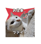 はくちゃんからのごあいさつ R（個別スタンプ：8）