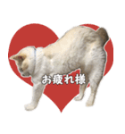 はくちゃんからのごあいさつ R（個別スタンプ：9）