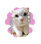 はくちゃんからのごあいさつ R（個別スタンプ：10）
