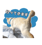 はくちゃんからのごあいさつ R（個別スタンプ：11）
