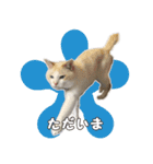 はくちゃんからのごあいさつ R（個別スタンプ：12）