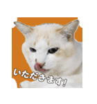 はくちゃんからのごあいさつ R（個別スタンプ：13）
