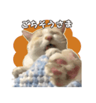 はくちゃんからのごあいさつ R（個別スタンプ：14）