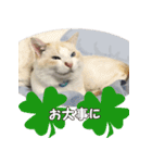 はくちゃんからのごあいさつ R（個別スタンプ：16）