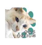 はくちゃんからのごあいさつ R（個別スタンプ：17）