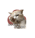 はくちゃんからのごあいさつ R（個別スタンプ：18）