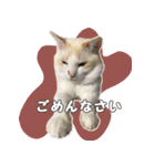 はくちゃんからのごあいさつ R（個別スタンプ：19）