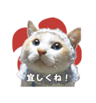 はくちゃんからのごあいさつ R（個別スタンプ：20）