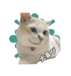 はくちゃんからのごあいさつ R（個別スタンプ：22）