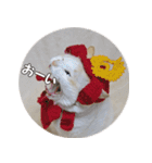はくちゃんからのごあいさつ R（個別スタンプ：23）