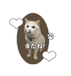 はくちゃんからのごあいさつ R（個別スタンプ：24）