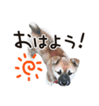 なかよし茶々福（個別スタンプ：1）
